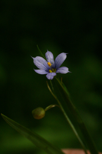 blue-eyed grass 2